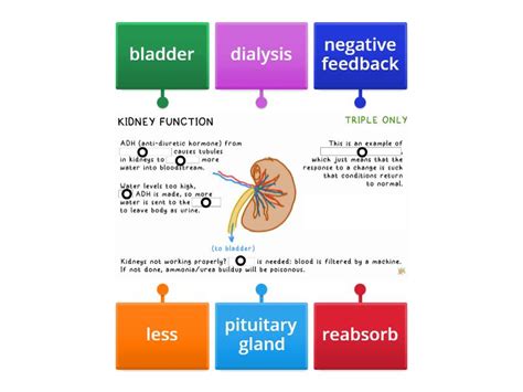 Kidney Functions - Labelled diagram