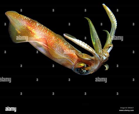 Squid Ocean Night Hi Res Stock Photography And Images Alamy