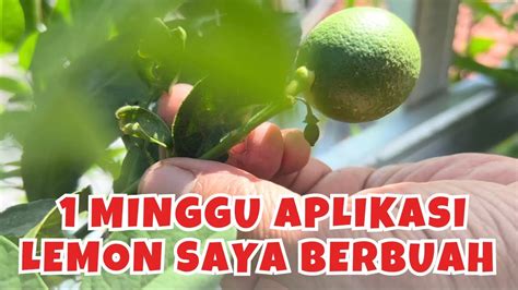 Review Hasil Aplikasi Pupuk Generatif Yang Saya Buat YouTube