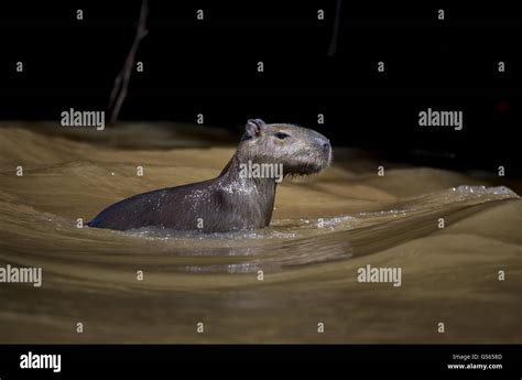 Capybara Hydrochaerus Hydrochaeris Adult Hi Res Stock Photography And