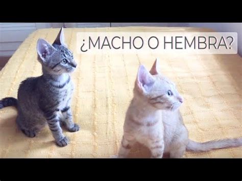 C Mo Saber Si Un Gato Es Hembra El Rinc N De Isi