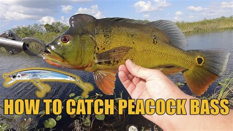 How To Catch Peacock Bass In The Florida Everglades Youtube