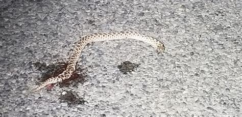 Mexican Hognose Snake From Animas NM 88020 USA On June 15 2020 At 01