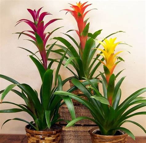 27 Indoor Flowering Plants The Complete List With Pictures Indoor Flowering Plants