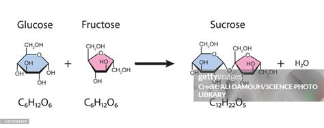 Sucrose Formation Illustration High-Res Vector Graphic - Getty Images