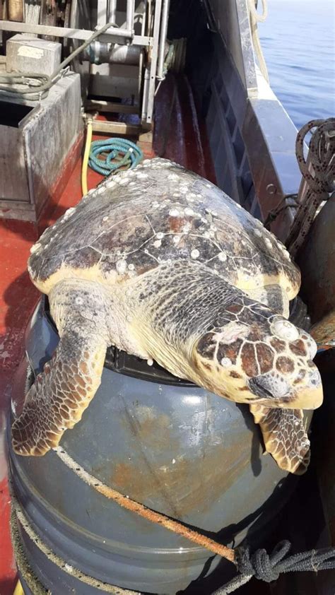 Bari A Santo Spirito Salvata Una Tartaruga Rimasta Impigliata Nelle