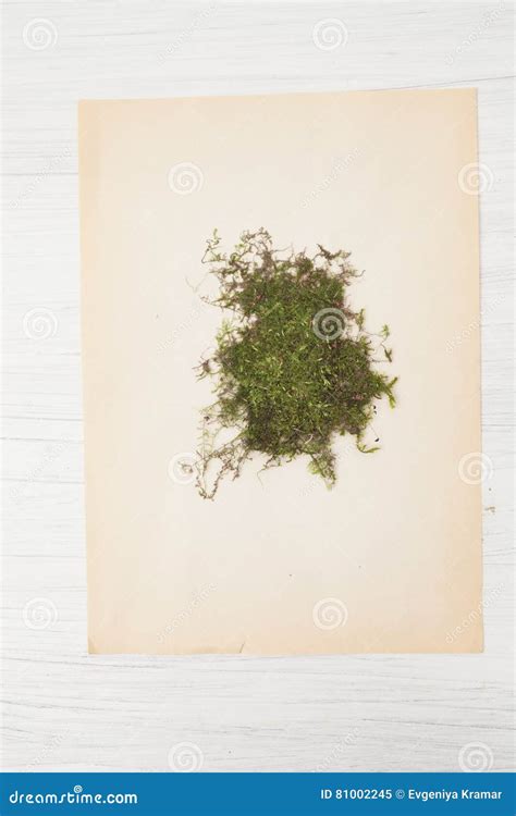 Herbarium Of Flowers And Grasses Sphagnum Moss Stock Image Image Of