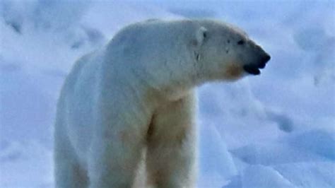 Polar bear kills mother, 1-year-old son after rampage through remote ...