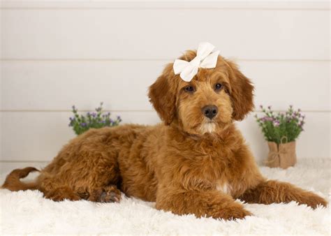 Micro GoldenDoodles For Adoption — Family Bred Puppies