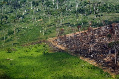 União Europeia Aprova Lei De Desmatamento