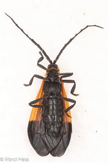 Calopteron Terminale Bugguide Net