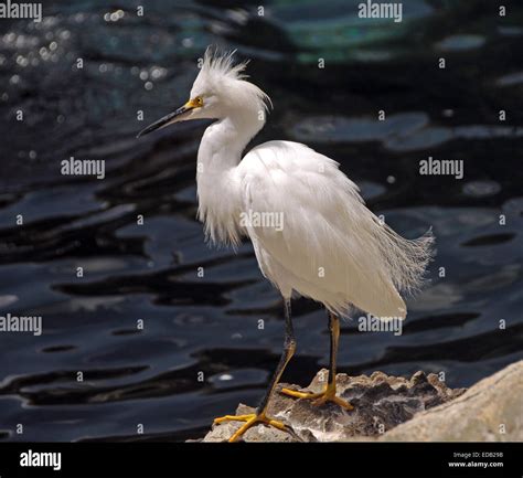 Snowy Egret Egretta Thula Commonly Seen In Florida Stock Photo Alamy