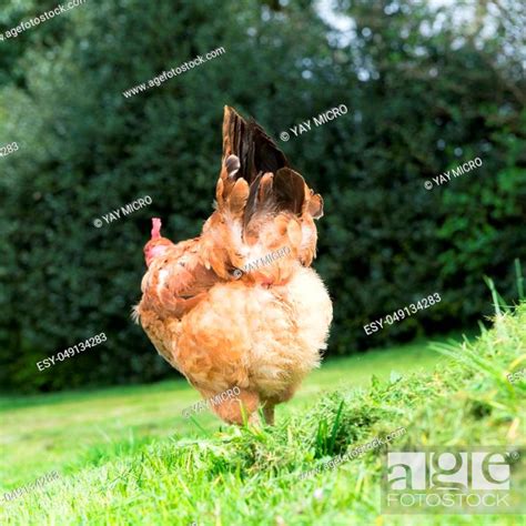 Naked Neck Chicken As Free Range Bird Stock Photo Picture And Low