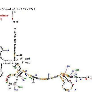 Sequence Alignment Of The End Of The Intergenic Spacer Region