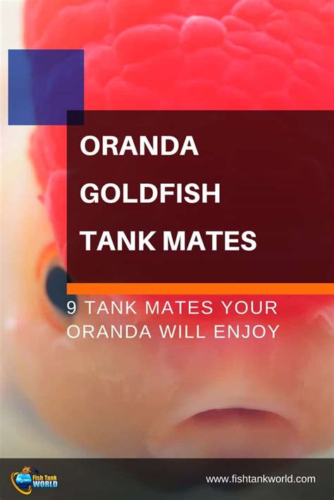 9 Safe Tank Mates for Oranda Goldfish | Fish Tank World