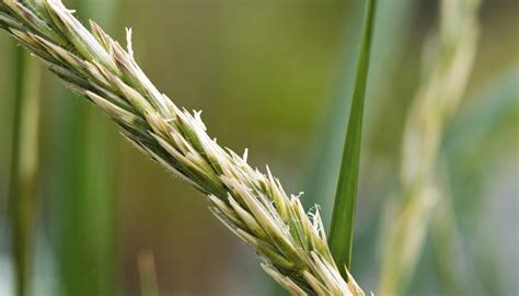 Types of Swamp Grass | Sciencing