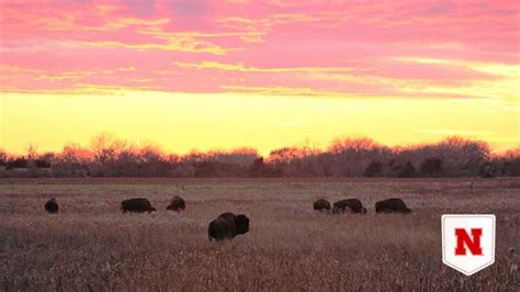 Dense bison herds may threaten nesting bird species