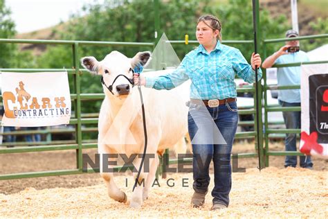 Steer Show A Ring Shots Next Level Images