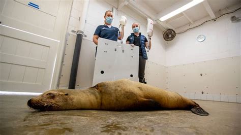 Toxic Algae Bloom Becoming Deadly For Sea Lions Dolphins In Pacific