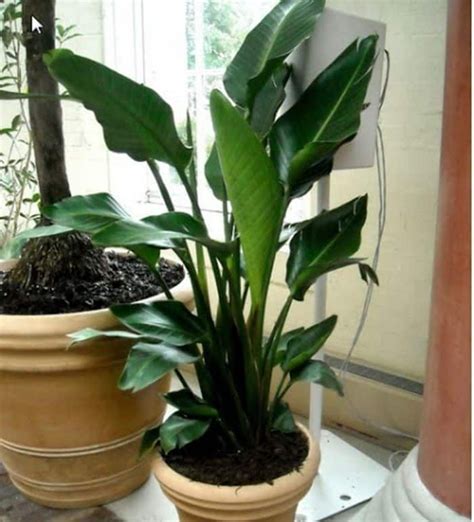 The Care Instructions For Tropical Houseplants Tropical House Plants Indoor Tropical Plants