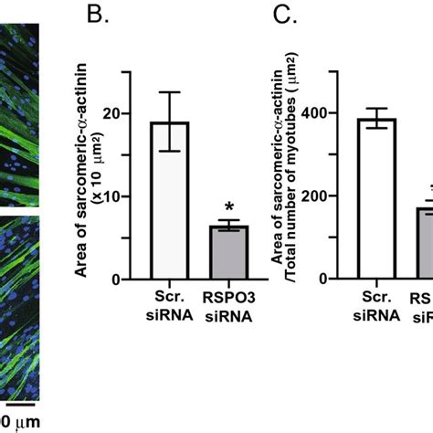 Effect Of Sirna Mediated R Spondin Rspo Silencing On Human Myotube