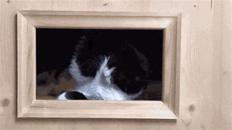 Good Morning Cat GIF - GoodMorning Cat Cute - Discover & Share GIFs