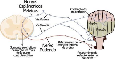 Ciclo e Reflexo da Micção Lucas Nicolau