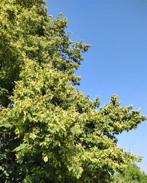 Tilia cordata - Trees and Shrubs Online