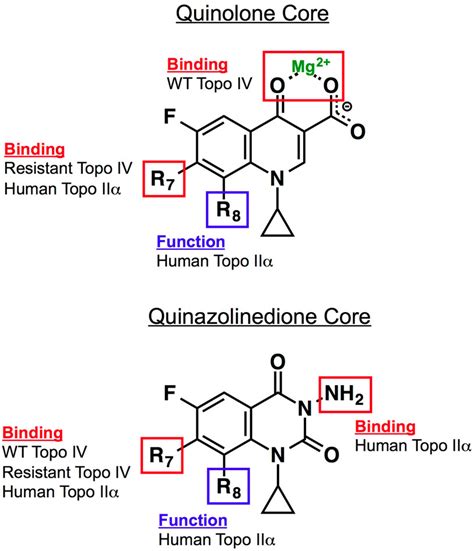 Mechanism Of Quinolone Action And Resistance Biochemistry