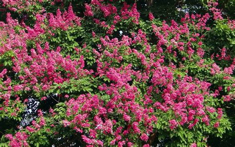 How to Grow: Crape Myrtle- Growing and Caring for Crape Myrtle Trees