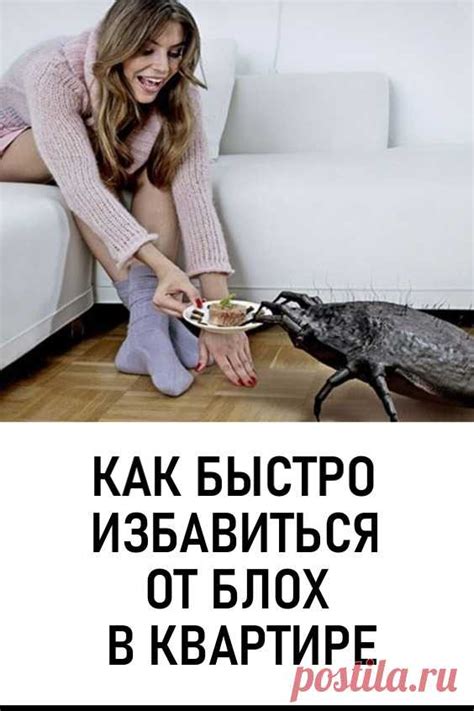 Как быстро избавиться от блох в квартире. Перед тем как избавляться от ...