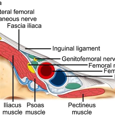 Ilioinguinal Nerve Anatomy