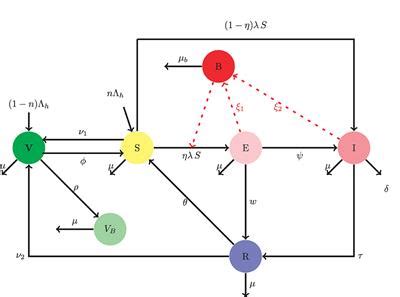 Frontiers A Mathematical Model On The Transmission Dynamics Of