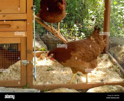 Chickens Free Range Hi Res Stock Photography And Images Alamy