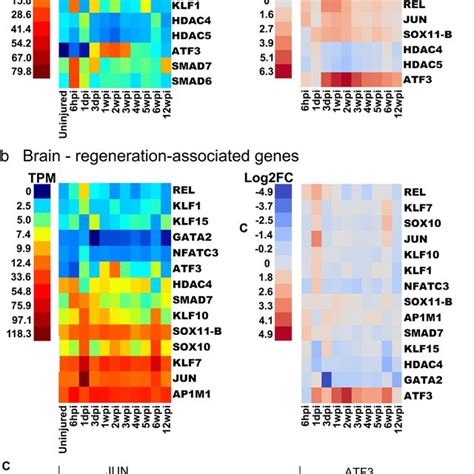 Temporal Expression Patterns Of Regeneration Associated Genes RAGs