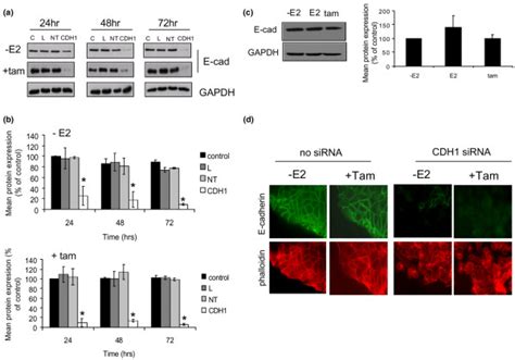 Modulation Of E Cadherin Expression In Mcf 7 Cell Using Sirna A