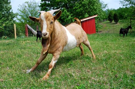 Fainting Goat In Field Stock Image Image Of Fainting 14753941