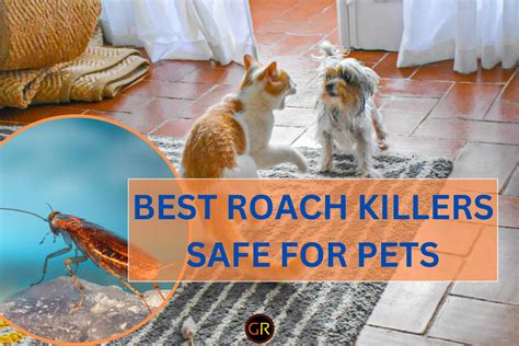 Top Best Roach Killers Safe For Pets That Actually Work Spray Bait