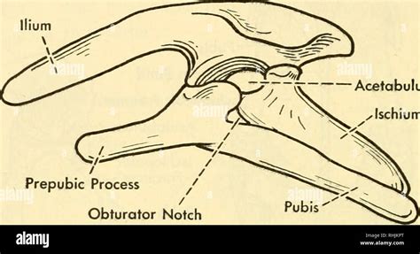 Biology Of The Vertebrates A Comparative Study Of Man And His