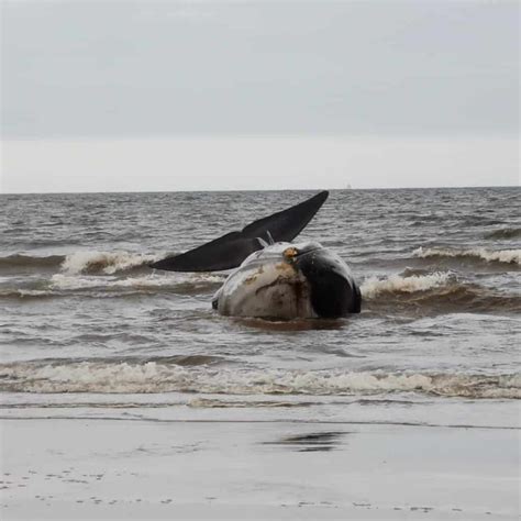 Fin Whale stranding in Bridlington - British Divers Marine Life Rescue