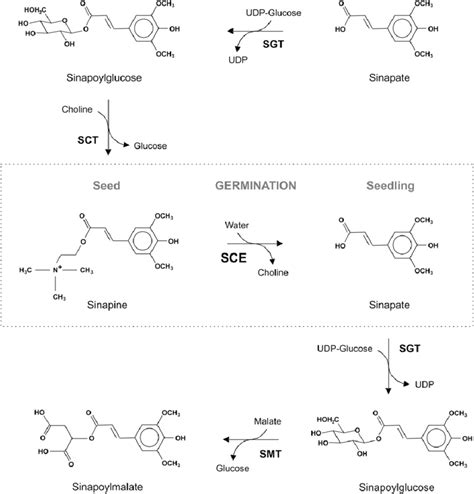 Scheme Of Sinapate Ester Metabolism In Brassicaceous Plants Sct