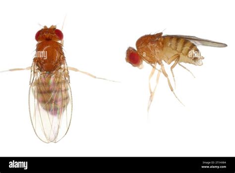 Vinegar Fly Fruit Fly Drosophila Melanogaster Adult Insects In Various Shots Isolated On A