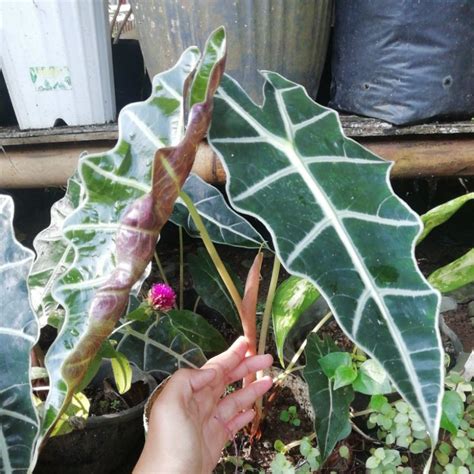 Jual Tanaman Keladi Amazon Alocasia Tengkorak Limited Edition Shopee