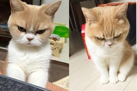 Disapproval Cat