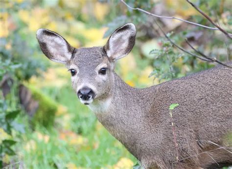 Deer Names For Your Pet Namescheetah