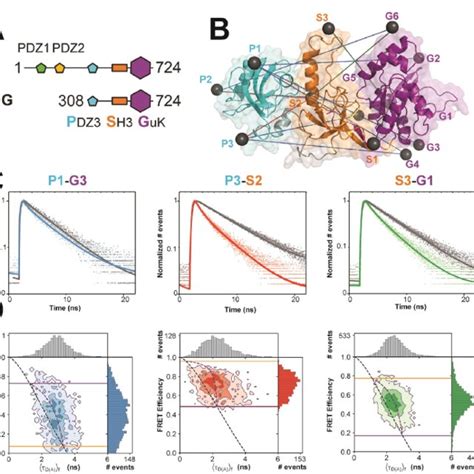 Multiparameter Fluorescence Detection Of SingleMolecule FRET In PSD 95