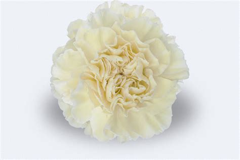 Colombia Direct Dilleta Cream Carnations