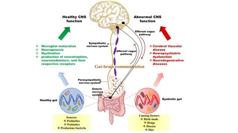 The Microbiota Gut Brain Axis Physiological Reviews