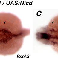 Analysis Of The Pharyngeal Endoderm In Nicd Overexpressing Embryos And