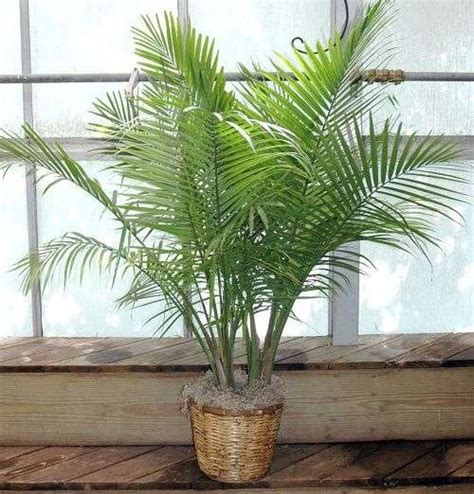 How To Grow Healthy Majesty Palms Ravenea